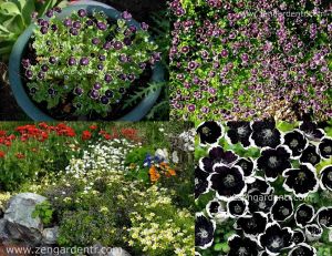 Siyah nemophila tohumu menziesii penny black seeds