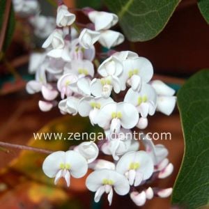 Beyaz hardenbergia sarmaşık tohumu sarsaparilla violacea alba