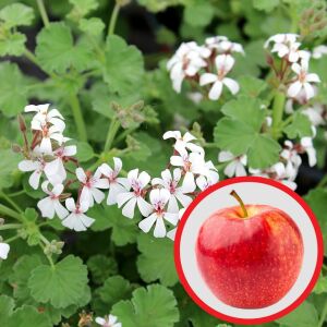 Elma kokulu sardunya fidesi pelargonium odorata apple