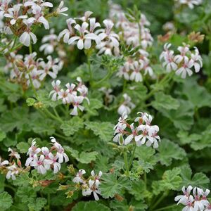 Elma kokulu sardunya fidesi pelargonium odorata apple