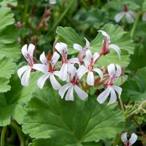 Elma kokulu sardunya fidesi pelargonium odorata apple