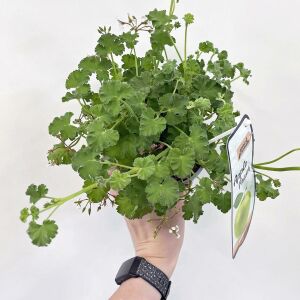 Elma kokulu sardunya fidesi pelargonium odorata apple