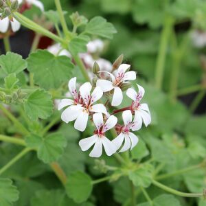 Elma kokulu sardunya fidesi pelargonium odorata apple