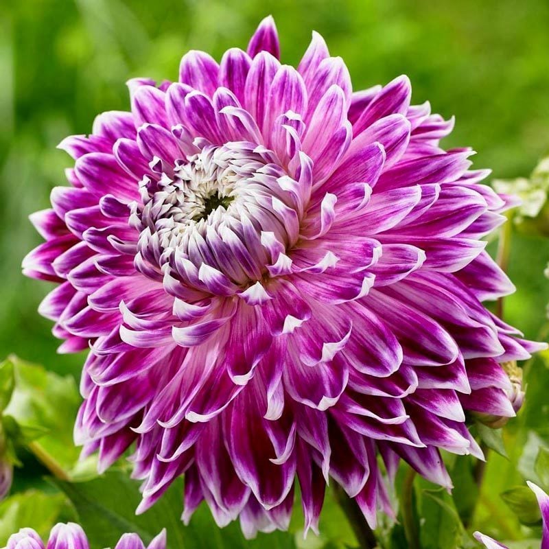 Vancouver dahlia soğanı dalya yıldız çiçeği çiçek çapı 20 cm