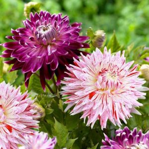 Vancouver dahlia soğanı dalya yıldız çiçeği çiçek çapı 20 cm