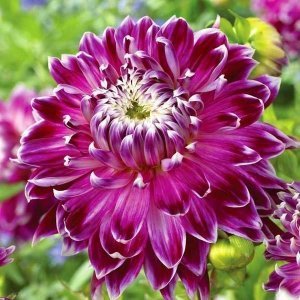 Vancouver dahlia soğanı dalya yıldız çiçeği çiçek çapı 20 cm