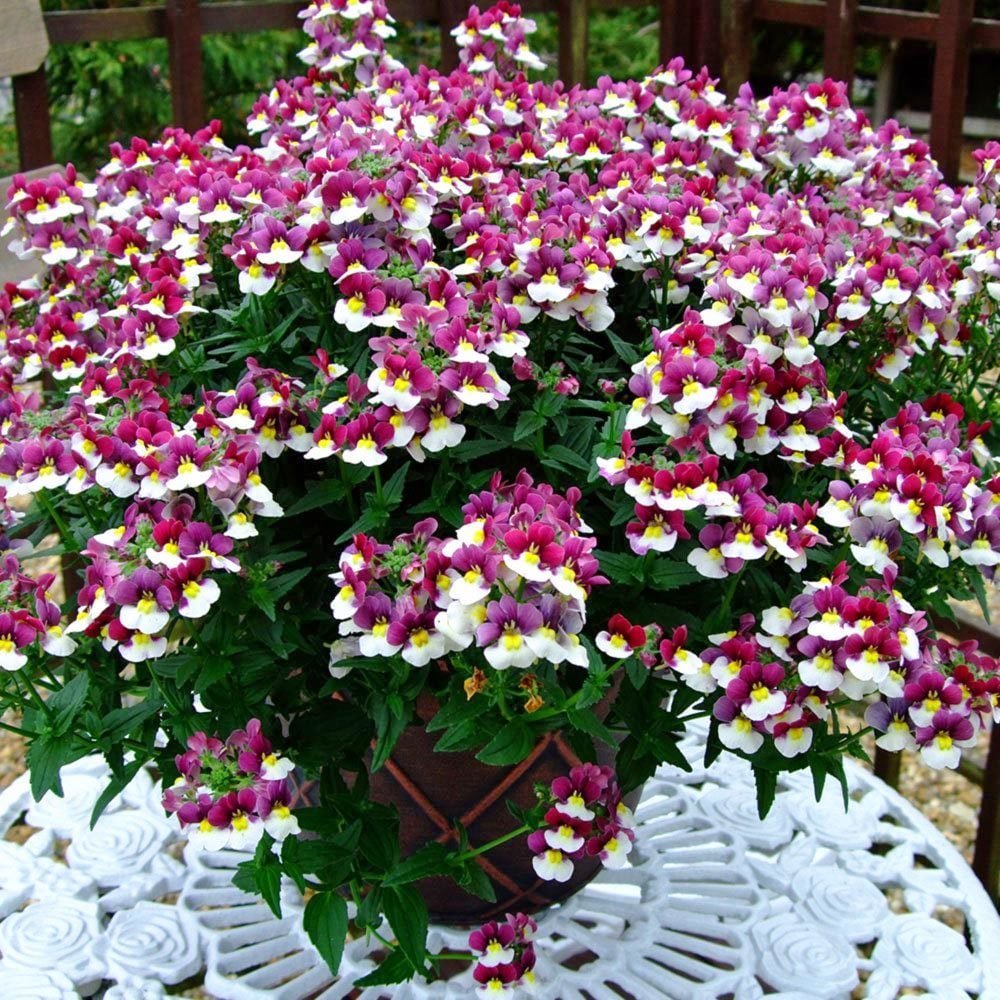 Kokulu çift renk nemezya çiçeği fidesi nemesia mareto burgundy and white