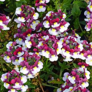 Kokulu çift renk nemezya çiçeği fidesi nemesia mareto burgundy and white