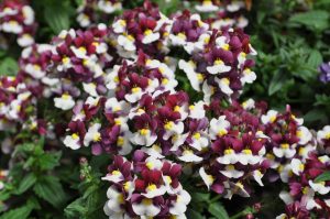 Kokulu çift renk nemezya çiçeği fidesi nemesia mareto burgundy and white