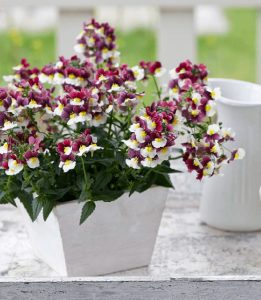 Kokulu çift renk nemezya çiçeği fidesi nemesia mareto burgundy and white