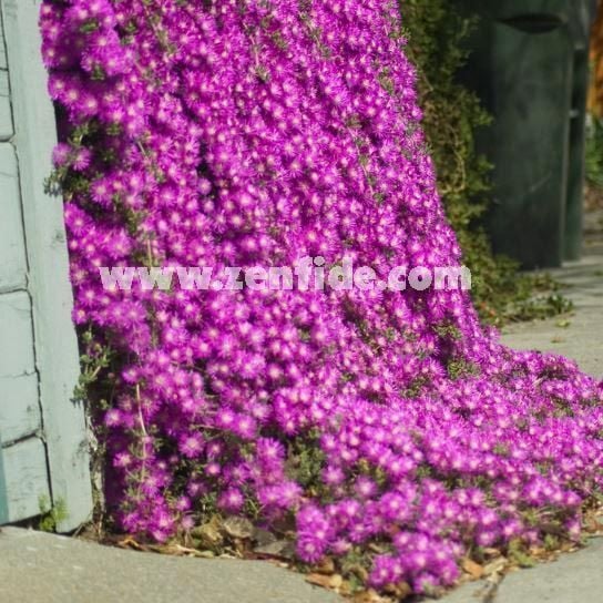 Acem halısı çiçeği fidesi mesembryanthemum floribundum