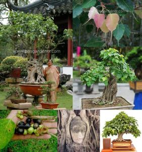 Ficus religiosa tohumu bo tree kutsal incir ağacı