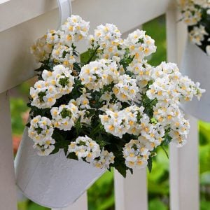 Kokulu beyaz nemezya çiçeği fidesi nemesia mareto white