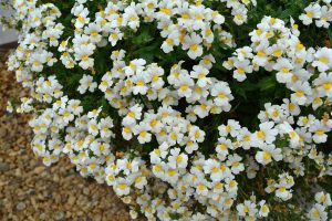 Kokulu beyaz nemezya çiçeği fidesi nemesia mareto white