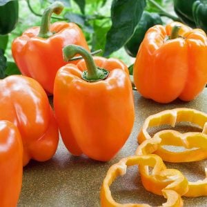Portakal rengi biber tohumu orange california wonder bell pepper