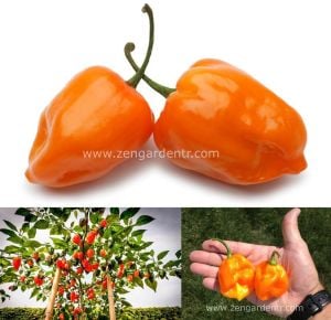 Turuncu habanero biber tohumu acı