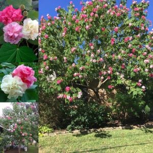 Hibiscus mutabilis ağaç hatmi tohumu yol hatmisi