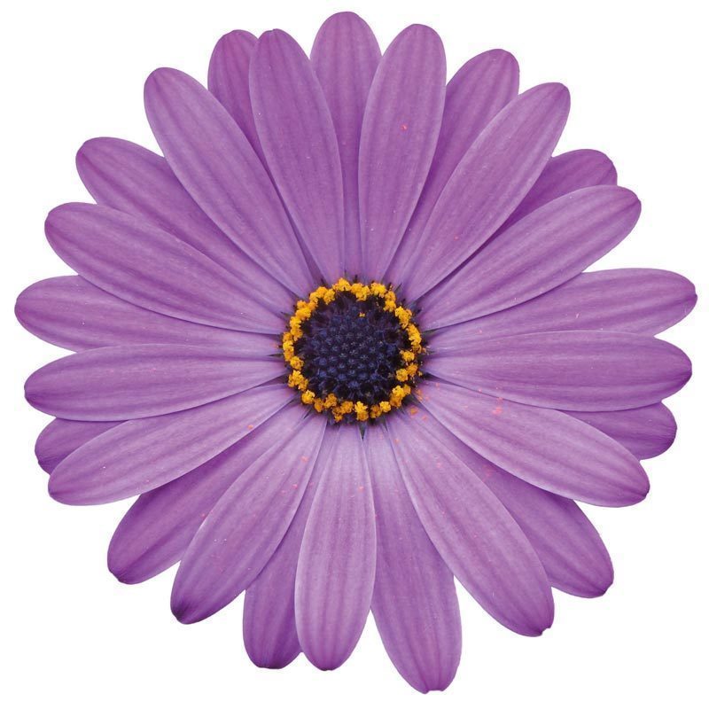 Mavi bodrum papatyası fidesi ithal osteospermum erato compact blue