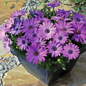 Mavi bodrum papatyası fidesi ithal osteospermum erato compact blue