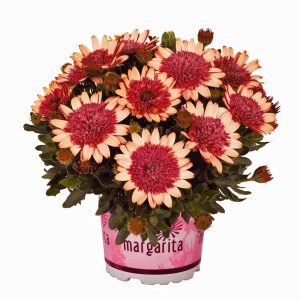 Katlı portakal bodrum papatyası fidesi ithal osteospermum double orange center