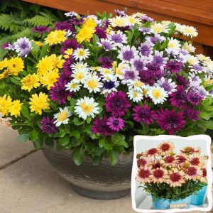 Katlı portakal bodrum papatyası fidesi ithal osteospermum double orange center