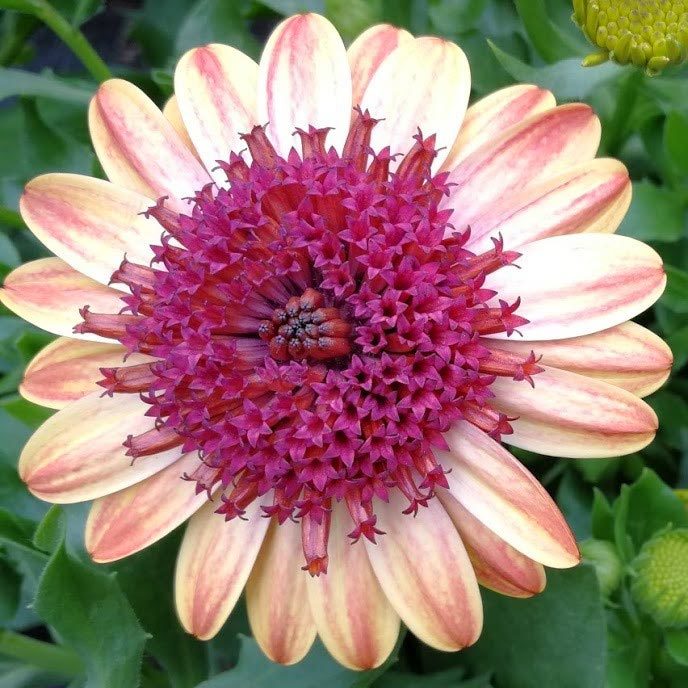 Katlı portakal bodrum papatyası fidesi ithal osteospermum double orange center