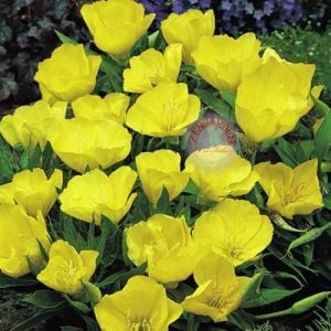 Sarı ezan çiçeği tohumu oenothera evening primrose bodur ve yayılıcı