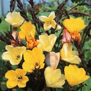 Sarı ezan çiçeği tohumu oenothera evening primrose bodur ve yayılıcı