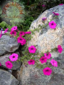 Kokulu petunya tohumu geleneksel doğal petunia violacea