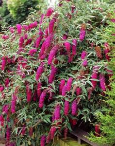 Kırmızı kelebek çalısı buddleja davidii summer bird raspberry