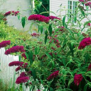 Kırmızı kelebek çalısı buddleja davidii summer bird raspberry