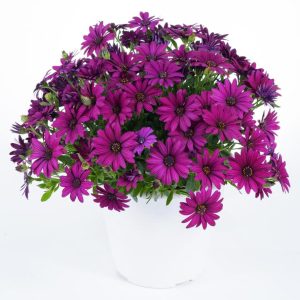 Koyu mor bodrum papatyası fidesi ithal osteospermum erato compact deep purple