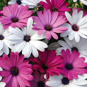 Koyu mor bodrum papatyası fidesi ithal osteospermum erato compact deep purple