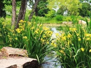 Sarı bayrak süseni iris pseudacorus sucul su irisi