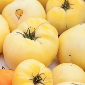 Beyaz domates tohumu great white tomato geleneksel