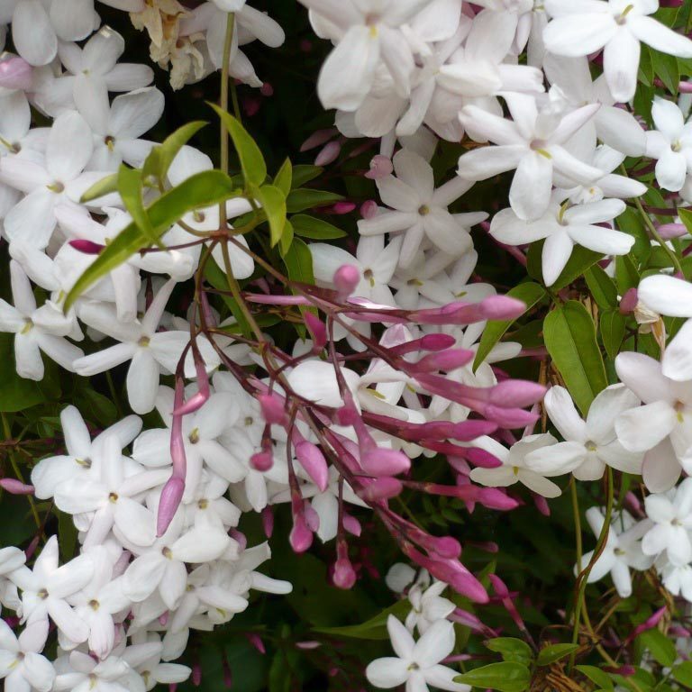 Yoğun kokulu pembe yasemin fidesi jasminum polyanthum jasmine