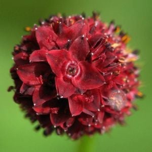 Şifalı çayır düğmesi tohumu kırmızı çiçekli sanguisorba officinalis burnet