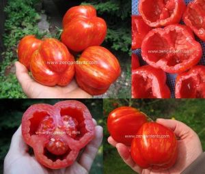 Dolmalık domates tohumu striped cavern tomato geleneksel
