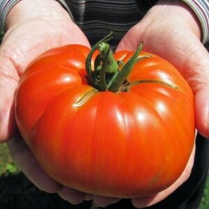 Atalık Moskvich domates tohumu ekstra erkenci
