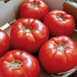 Atalık Moskvich domates tohumu ekstra erkenci