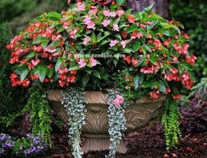 Sarkan begonya saksıda begonia dragon wings