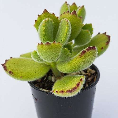 Cotyledon tomentosa sukulent bitki