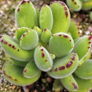 Cotyledon tomentosa sukulent bitki