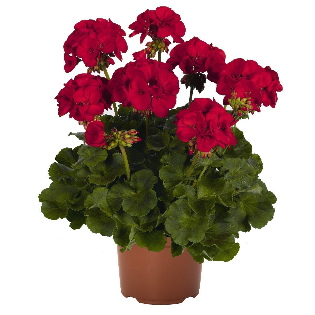 Koyu kırmızı sardunya fidesi survivor dark red pelargonium