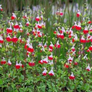 Salvia hot lips süs adaçayı fidesi kırmızı beyaz
