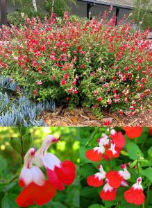 Salvia hot lips süs adaçayı fidesi kırmızı beyaz