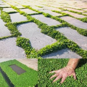 Dichondra repens fare kulağı tohumu kundura çimi