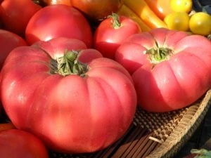 Pembe Ege köy domatesi tohumu atalık söğüşlük çeşit