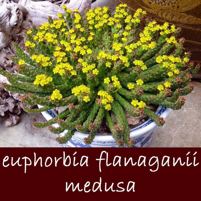 Euphorbia flanaganii medusa