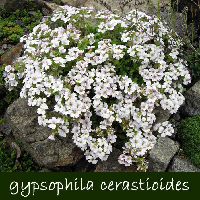 Gypsophila cerastioides yerörtücü jipsofila çiçeği fidesi